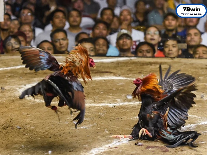 Điểm Danh Các Dòng Gà Mỹ “Làm Mưa Làm Gió” Hiện Nay